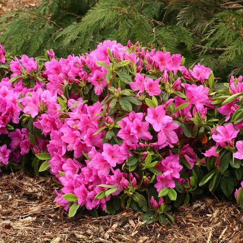 Bloom-A-Thon® Lavender Reblooming Azalea 1 Bloom-A-Thon® Lavender Reblooming Azalea