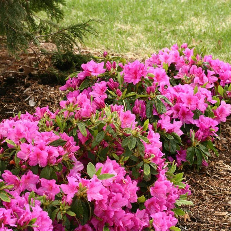Bloom-A-Thon® Lavender Reblooming Azalea 3 Bloom-A-Thon® Lavender Reblooming Azalea - Image 3