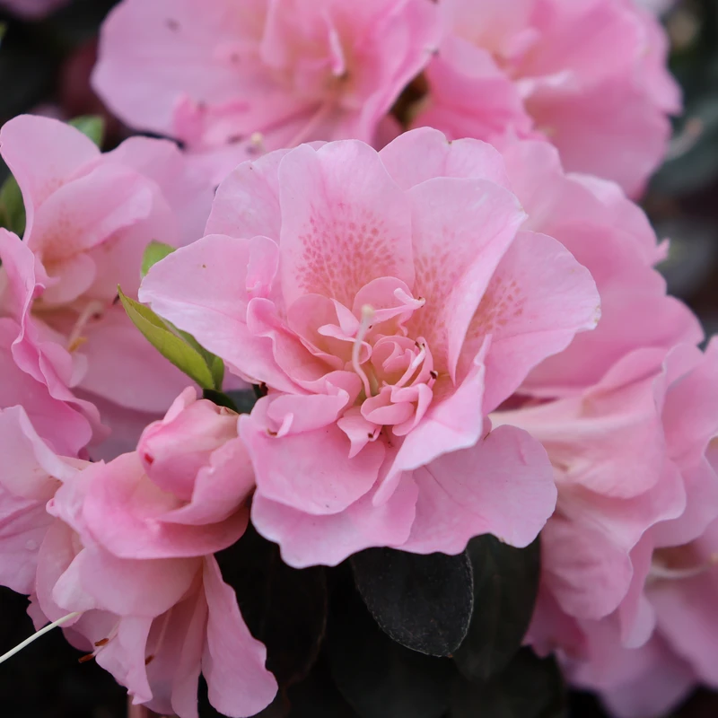 Perfecto Mundo® Double Pink Reblooming Azalea 2 Perfecto Mundo® Double Pink Reblooming Azalea - Image 2