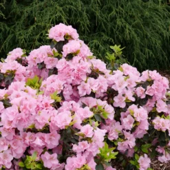 Perfecto Mundo® Double Pink Reblooming Azalea 9 Perfecto Mundo® Double Pink Reblooming Azalea -Naty Plants Shop RhododendronPerfectoMundoDoublePinkP1037880 800x800 cf84c72