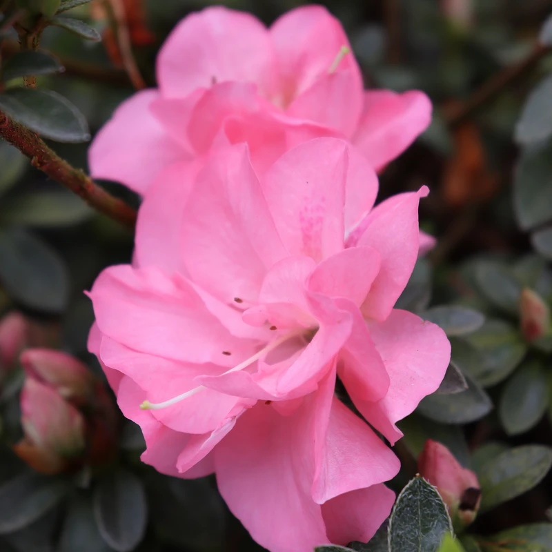 Perfecto Mundo Pink Carpet™Reblooming Azalea 2 Perfecto Mundo Pink Carpet™Reblooming Azalea - Image 2