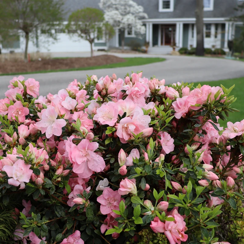 Perfecto Mundo Pink Carpet™Reblooming Azalea 4 Perfecto Mundo Pink Carpet™Reblooming Azalea - Image 4