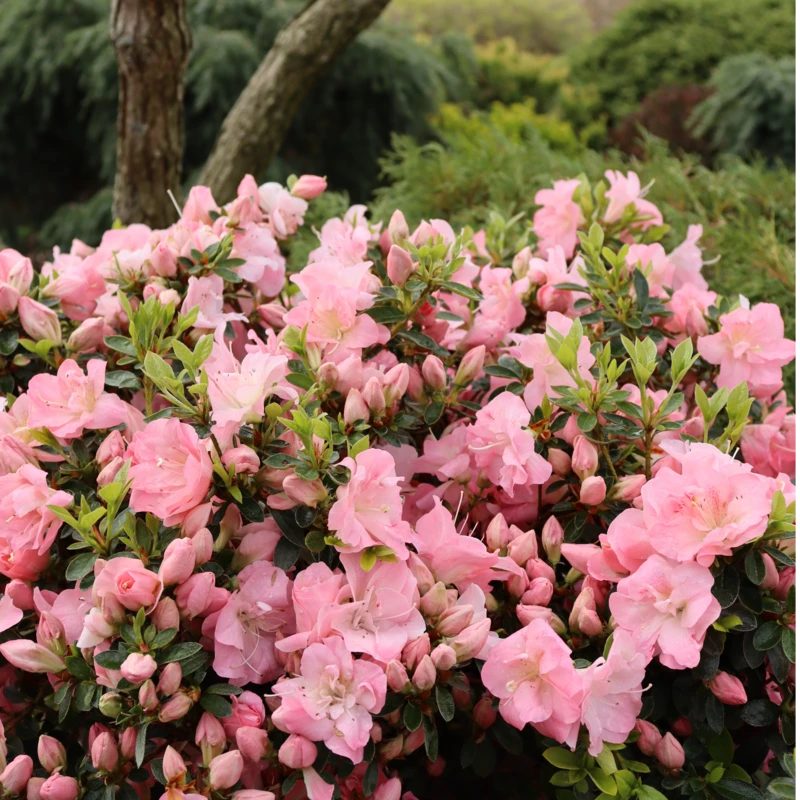 Perfecto Mundo Pink Carpet™Reblooming Azalea 1 Perfecto Mundo Pink Carpet™Reblooming Azalea