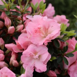 Perfecto Mundo Pink Carpet™Reblooming Azalea 7 Perfecto Mundo Pink Carpet™Reblooming Azalea -Naty Plants Shop RhododendronPerfectoMundoPinkCarpetIMG 0641 800x800 6a0c32b