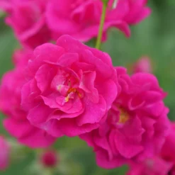 Oso Easy Peasy® Rose -Naty Plants Shop Rosa Oso Easy Pleasy 4 P