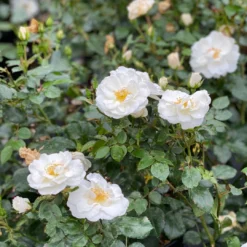 Oso Easy Ice Bay™ Rose -Naty Plants Shop RosaOsoEasyIceBayIMG E1357 1080x1080 ad61bb7