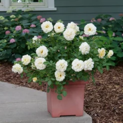 Reminiscent™ Crema Rose -Naty Plants Shop RosaReminiscentCremaP1072050 800x800 861f9b3
