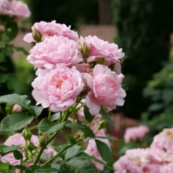 Reminiscent™ Pink Rose -Naty Plants Shop RosaReminiscentPinkP1071859 800x800 7063c0b