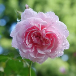 Reminiscent™ Pink Rose -Naty Plants Shop RosaReminiscentPinkP1094438 800x800 002b007