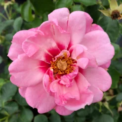 Ringo® Double Pink Rose -Naty Plants Shop RosaRingoDoublePinkIMG 1082 800x800 0433582