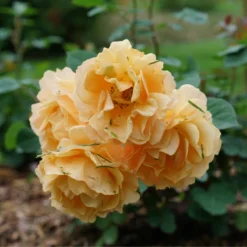 Rise Up Amberness™ Climbing Rose 6 Rise Up Amberness™ Climbing Rose -Naty Plants Shop RosaRiseUpAmbernessDSC09017 800x800 6ca8a6a