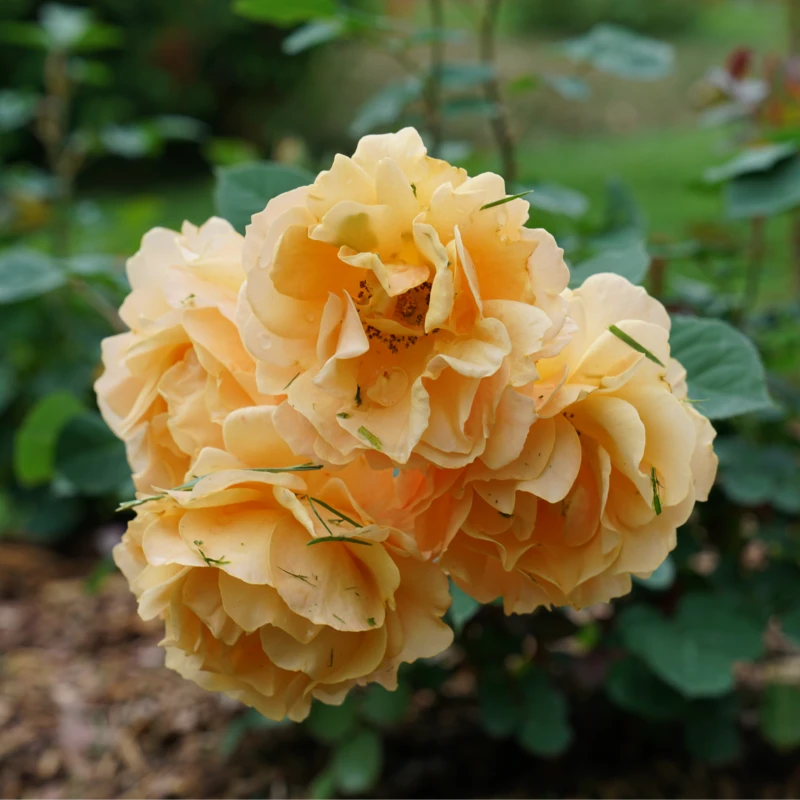 Rise Up Amberness™ Climbing Rose 3 Rise Up Amberness™ Climbing Rose - Image 3