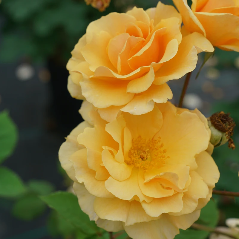 Rise Up Amberness™ Climbing Rose 2 Rise Up Amberness™ Climbing Rose - Image 2