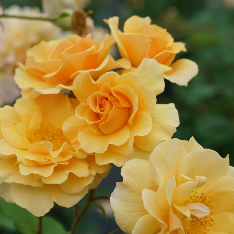 Rise Up Amberness™ Climbing Rose 1 Rise Up Amberness™ Climbing Rose