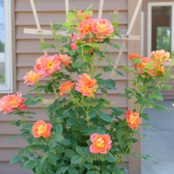Rise Up Emberays™ Climbing Rose -Naty Plants Shop RosaRiseUpEmberaysP1184672 1080x1080 5f6a7b4