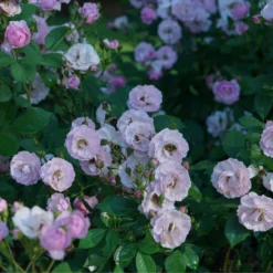 Rise Up Lilac Days™ Climbing Rose 7 Rise Up Lilac Days™ Climbing Rose -Naty Plants Shop RosaRiseUpLilacDaysDSC07015 800x800 ccb5c78