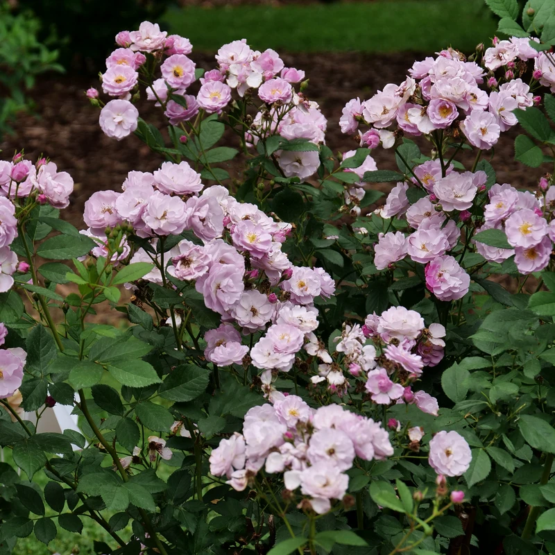 Rise Up Lilac Days™ Climbing Rose 2 Rise Up Lilac Days™ Climbing Rose - Image 2