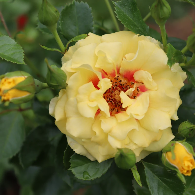 Rise Up™ Ringo® Climbing Rose 3 Rise Up™ Ringo® Climbing Rose - Image 3