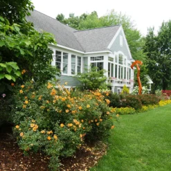 Oso Easy Paprika® Rose -Naty Plants Shop Rose Oso Easy Paprika 4 P