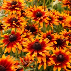 'Summer Sienna' Sweet Coneflower (Rudbeckia) -Naty Plants Shop Rudbeckia Summer Sienna 1