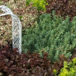 'Blue Spruce' Stonecrop -Naty Plants Shop SEDBS1Q 2 sw