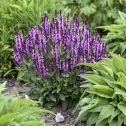 'Pink Profusion' Salvia -Naty Plants Shop Salvianemorosa PinkProfusion PP31435CPBRAF0001lowres