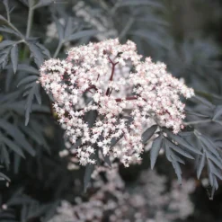 Black Lace® Elderberry 10 Black Lace® Elderberry -Naty Plants Shop Sambucus Black Lace 2 P 2c181c6b add6 4d91 a371 7092c4b2fa11 sw