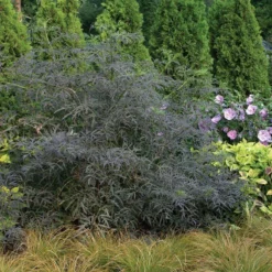 Black Lace® Elderberry 14 Black Lace® Elderberry -Naty Plants Shop Sambucus Black Lace 3 P d57d2790 77fc 4b00 8d64 337af5479821 sw