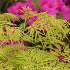 Lemony Lace® Elderberry 10 Lemony Lace® Elderberry -Naty Plants Shop Sambucus Lemony Lace 5 P