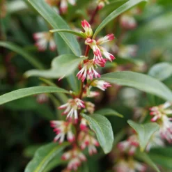 Sweet & Lo™ Sweet Box -Naty Plants Shop SarcococcaSweetLoP1140771 1080x1080 5ed8c60