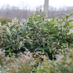 Sweet & Lo™ Sweet Box -Naty Plants Shop SarcococcaSweetLoP1140831 1080x1080 9a3d0f4