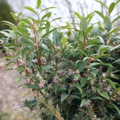 Sweet & Lo™ Sweet Box -Naty Plants Shop SarcococcaSweetLoP1150870 1080x1080 9ba8878