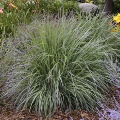 'Twilight Zone' Little Bluestem Grass -Naty Plants Shop Schizachyrium TwilightZone LittleBluestem