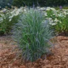 'Twilight Zone' Little Bluestem Grass