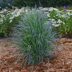 'Twilight Zone' Little Bluestem Grass