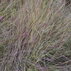 'Twilight Zone' Little Bluestem Grass -Naty Plants Shop Schizachyrium TwilightZone LittleBluestem 3