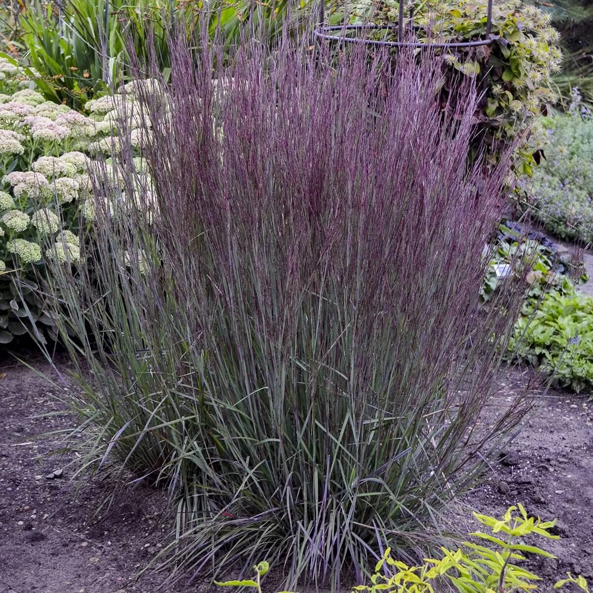 Prairie Winds® 'Blue Paradise' Bluestem Grass 1 Prairie Winds® 'Blue Paradise' Bluestem Grass