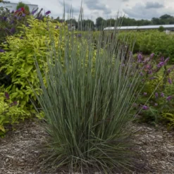 Prairie Winds® 'Blue Paradise' Bluestem Grass 8 Prairie Winds® 'Blue Paradise' Bluestem Grass -Naty Plants Shop Schizachyriumscoparium BlueParadise PP28145CPBR56500002highres sw