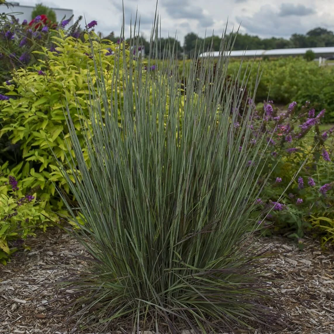 Prairie Winds® 'Blue Paradise' Bluestem Grass 4 Prairie Winds® 'Blue Paradise' Bluestem Grass - Image 4