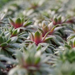Front Page -Naty Plants Shop Sempervivum Kalinda 2 P