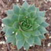 'Sunset' Hens & Chicks