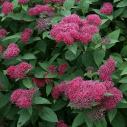 Double Play® Red Spirea -Naty Plants Shop Spiraea Double Play Red 3 P sw