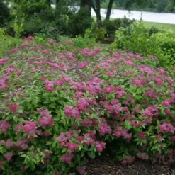Double Play® Red Spirea -Naty Plants Shop Spiraea Double Play Red 4 P sw