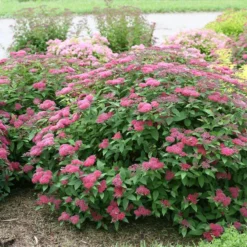 Double Play® Red Spirea -Naty Plants Shop Spiraea Double Play Red 5 P sw