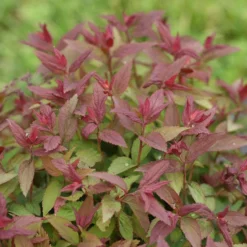 Double Play® Red Spirea -Naty Plants Shop Spiraea Double Play Red 6 P sw