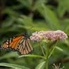 'Cinderella' Swamp Milkweed