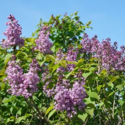 Scentara® Double Blue Lilac -Naty Plants Shop Syringa Scentara Double Blue 3 P