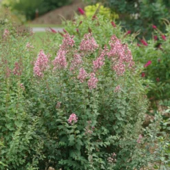 Bloomerang Ballet™ Lilac -Naty Plants Shop SyringaBloomerangBalletDSC09297 800x800 17c1303