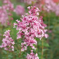Bloomerang Ballet™ Lilac -Naty Plants Shop SyringaBloomerangBalletP1228473 800x800 fbfc2eb