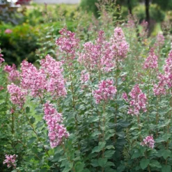 Bloomerang Ballet™ Lilac -Naty Plants Shop SyringaBloomerangBalletP1228477 800x800 7aa93c2